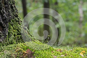 Fall forest background with moss and tree trunk copy space