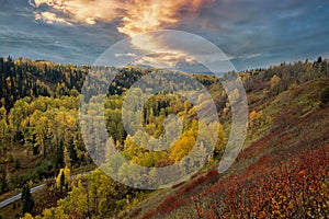 Fall Forest in the Bulkley Valley under a Dramatic Sky