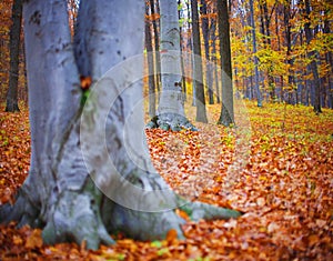 Fall forest colors