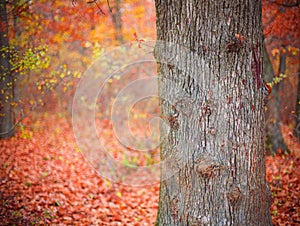 Fall forest colors