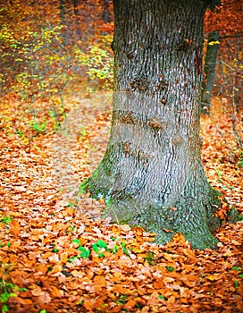 Fall forest colors