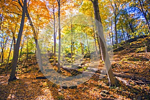 Fall forest colors in Ontario