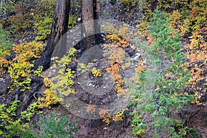 Fall Forest Floor Colored Leaves Pine Trees