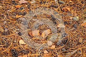 Fall forest floor of pine needles, cones and dry barks of tree. Top view of dry forest litter in coniferous forest