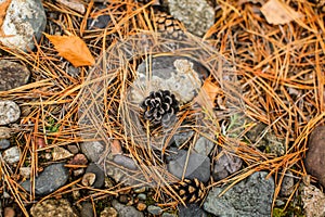 Fall forest floor of pine needles, cones and dry barks of tree. Top view of dry forest litter in coniferous forest