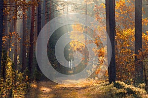 Fall. Forest. Forest with sunlight. Path in forest. Fall scenery. Autumn background. Autumn nature.