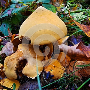 Fall forest fungus