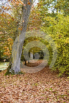 Fall forest landscape. Dry fall leaves covering the ground and forest fall trees under soft sunlight. Colorful fall forest