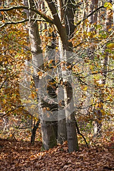 Fall forest landscape. Dry fall leaves covering the ground and forest fall trees under soft sunlight. Colorful fall forest landsca