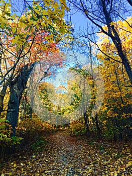 Fall forest middlesex reservoir