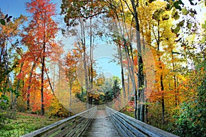 Fall forest path