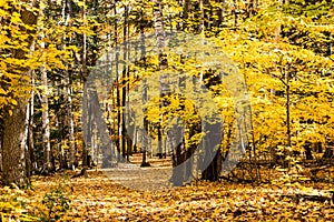 Fall forest path.