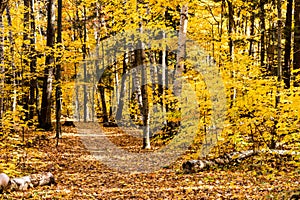 Fall forest path.