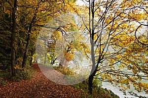 Fall forest path at Danube river bank