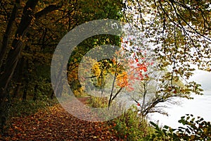 Fall forest path at Danube river bank