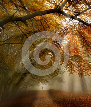 Fall forest path photo