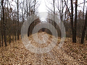 Fall forest road with bare trees and fallen foliage beneath them. Overcast season