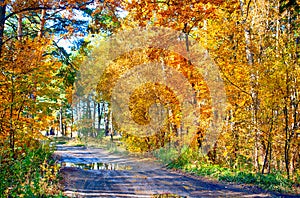 Fall forest road after rain.