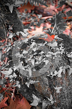 Fall forest scenery in red selective color with ivy and maple oak tree leaf