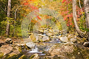 Fall forest stream Elomovsky with red maple trees