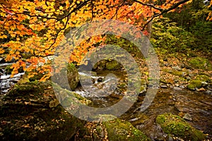 fall forest stream Elomovsky with red maple trees in russian Primorye