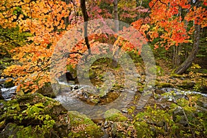 fall forest stream Elomovsky with red maple trees in russian Primorye