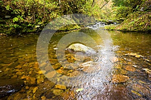 Fall forest stream Elomovsky in russian primorye