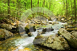 Fall forest stream in russian primorye