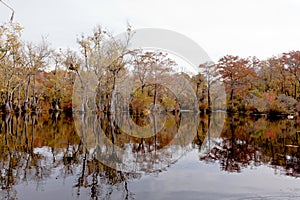 Fall Forest wetland Merchants Millpon NC SP USA