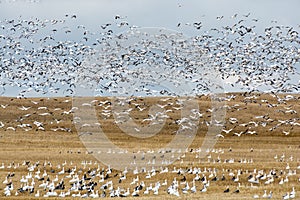 Fall Goose Migration