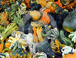 Fall Gourds