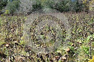 Fall grass field full of dried flowers and withered leaves