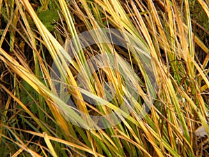 Fall grasses closeup