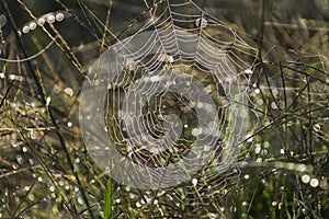 Spider web in tall grass with dew and bokeh