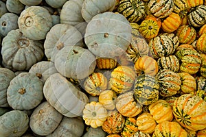 Fall grey and tiger mini pumpkins background.