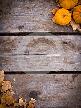 Fall harvest background