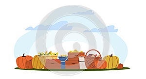 Fall harvest, baskets and boxes of vegetables and harvested fruit. Farm and forest ecological natural fresh food. Local