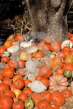 Fall harvest of Gourds & Pumpkins