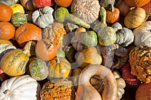 Fall harvest of Gourds & Pumpkins