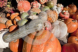 Fall harvest of Gourds & Pumpkins