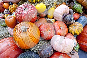 Fall harvest of Gourds & Pumpkins