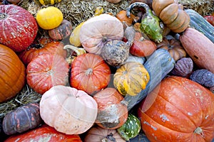 Fall harvest of Gourds & Pumpkins