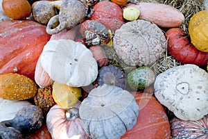 Fall harvest of Gourds & Pumpkins