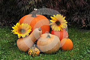 Fall harvest of pumpkins.