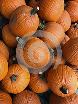 Fall harvest pumpkins at a farmerâ€™s market.