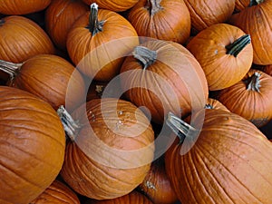 Fall harvest pumpkins at a farmerâ€™s market.