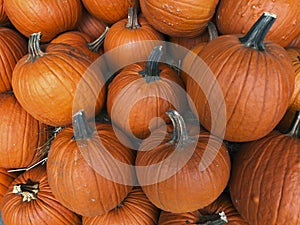 Fall harvest pumpkins at a farmerâ€™s market.