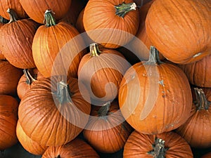 Fall harvest pumpkins at a farmerâ€™s market.