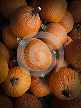 Fall harvest pumpkins at a farmerâ€™s market.