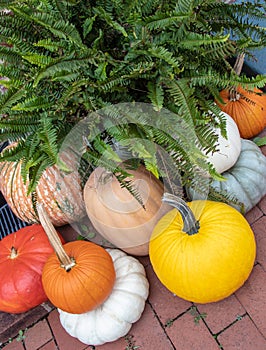 Fall, harvest pumpkins and gourds surrounding a fern on a brick sidewalk.